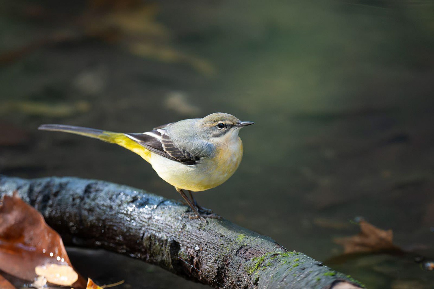 This photograph captures Motacilla Cinerea (Grey Wagtail), identified by Samer Halwany from the Association for Bird Conservation in Lebanon (ABCL). Its IUCN Red List status is Least Concern. It is not endemic to Lebanon.