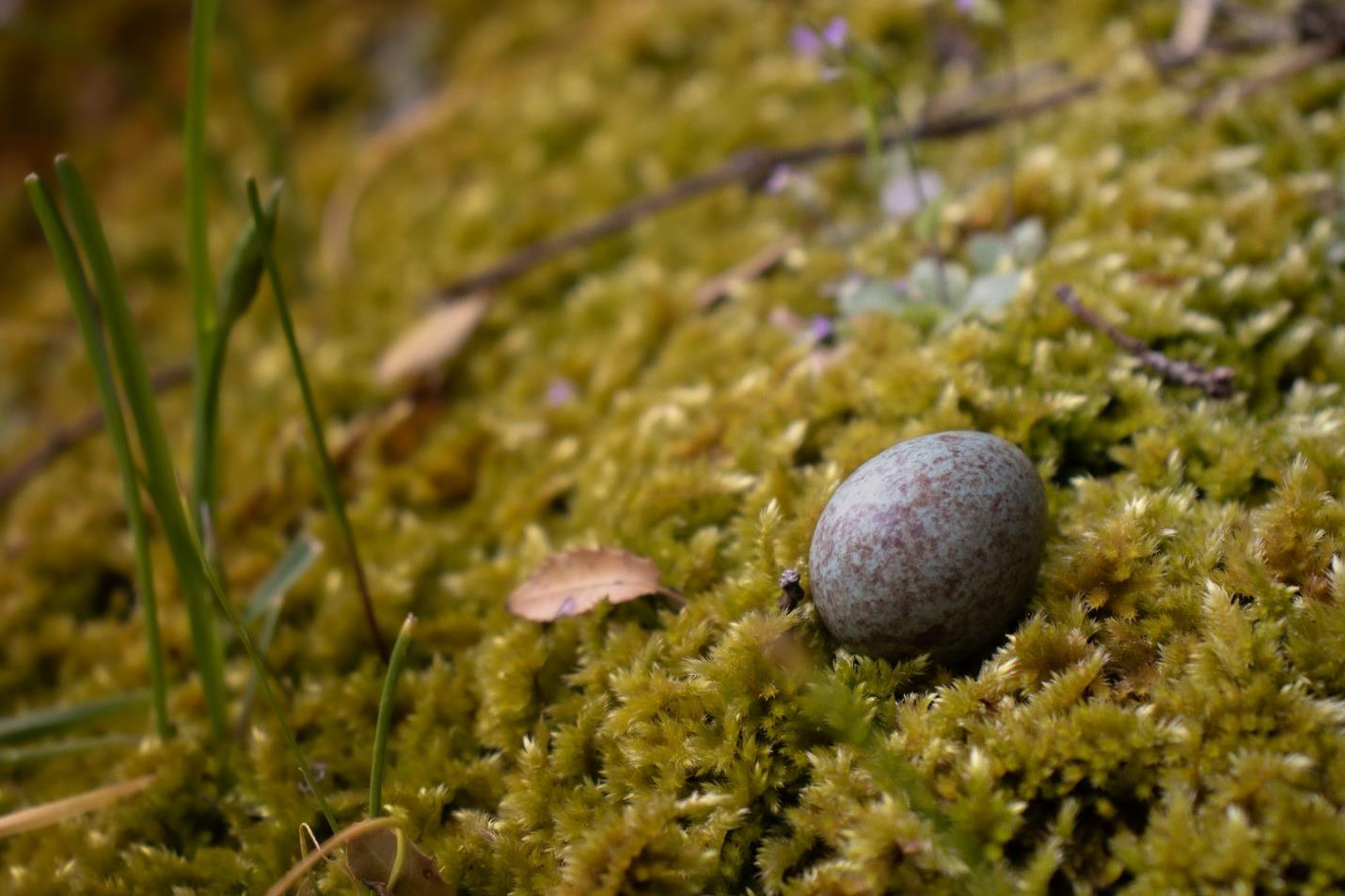 This photograph captures the egg of a Turdus Merula (Eurasian blackbird), identified by Elie Z. Khoury from the Lebanese American University (LAU). Its IUCN Red List status is Least Concern (LC). It is not endemic to Lebanon.