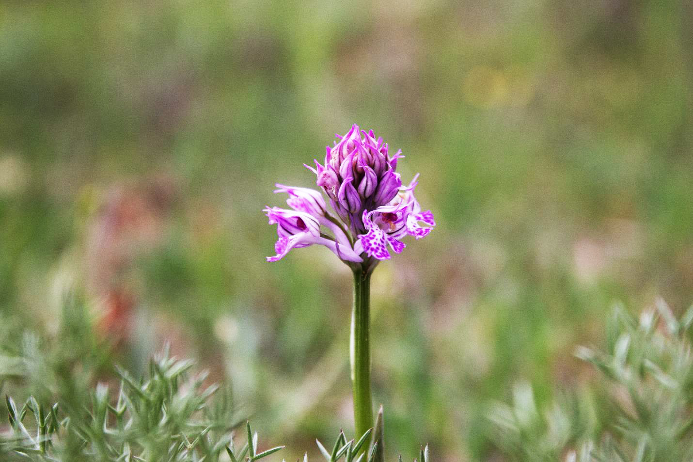 This photograph captures Neotinea Tridentate (Toothed Orchid), identified by Melanie Feghali from the University of Lebanese Academy of Fine arts (ALBA) Beirut. Its IUCN Red List status is Least Concern. It is endemic to parts of Europe and the Mediterranean, including Lebanon.