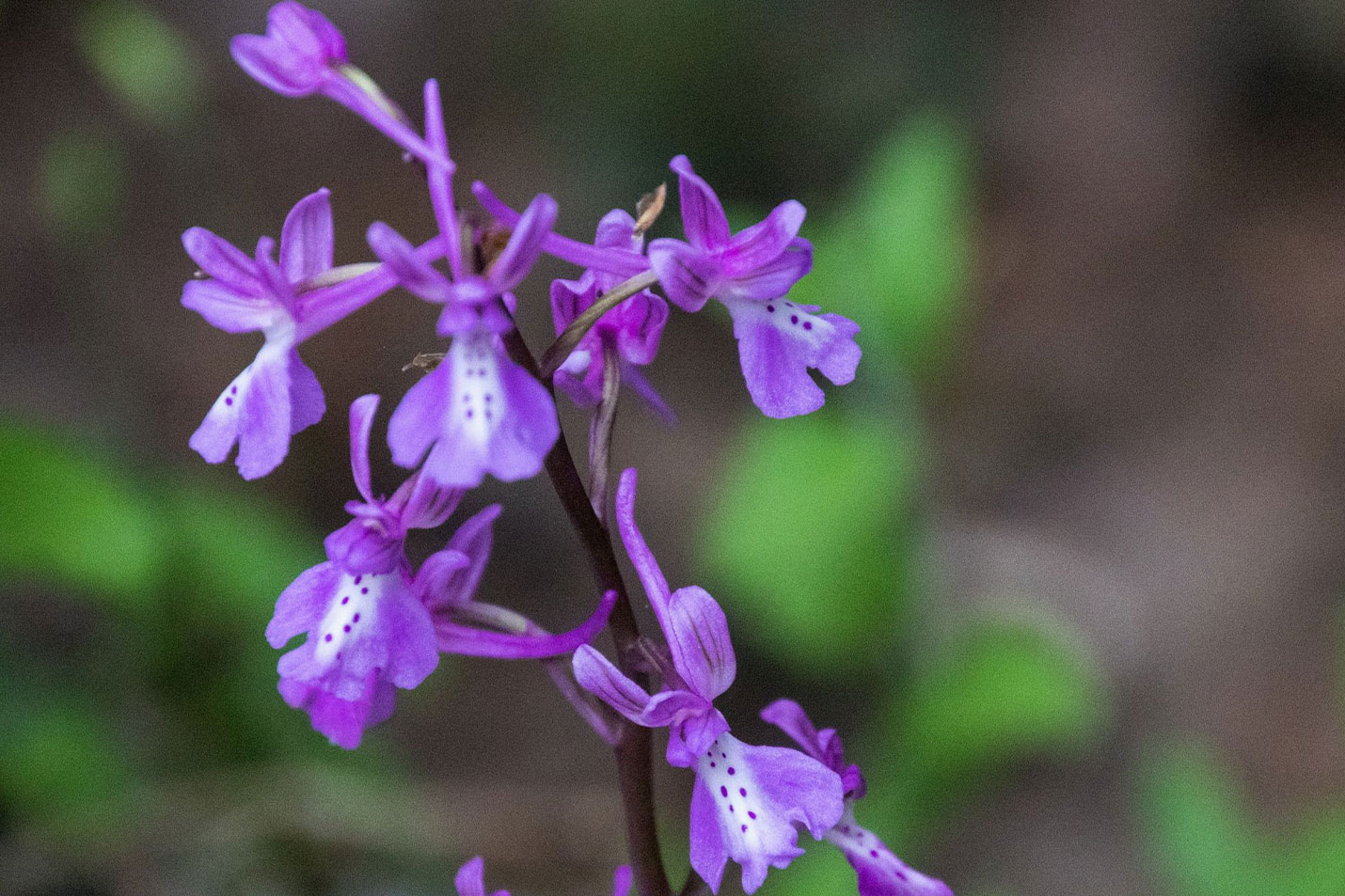 Pink-Butterfly-Orchid
